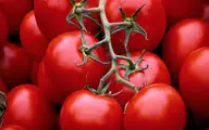 
قیمت گوجه فرنگی دوباره افزایش یافت
