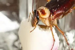 دفع سوسک از خانه با چند حبه قند! | با این روش دیگه هیچ سوسکی توی خونه نمی‌بینی