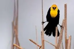 مرگ مشکوک و دسته‌جمعی چند هزار پرنده!+ویدئو