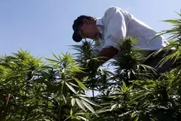 پارلمان لبنان: برای بهبود اقتصاد علف می‌کاریم