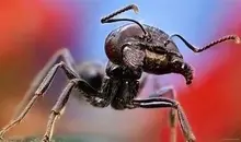 مهندسی بیولوژیک یک حشره ریز | چگونه مورجه فک‌تله‌ای با سرعت ۲۳۳ کیلومتر بر ساعت از مرگ فرار می‌کند؟