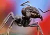 مورچه‌های درودگر در اقدامی باورنکردنی، جان هم‌نوعان خود را با قطع عضو را نجات می‌دهند!+ویدئو 