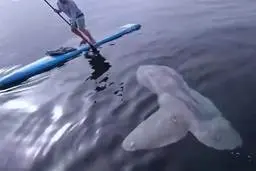 کنجکاوی حیرت‌انگیز ماهی غول پیکر در برابر انسان + ویدئو 