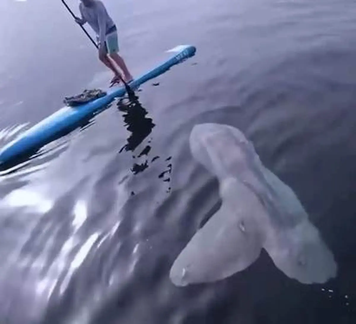 کنجکاوی حیرت‌انگیز ماهی غول پیکر در برابر انسان + ویدئو 