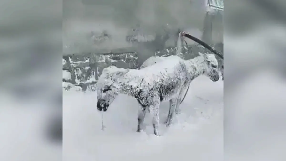 یخ زدن الاغ ها از شدت سرما در ترکیه + ویدئو