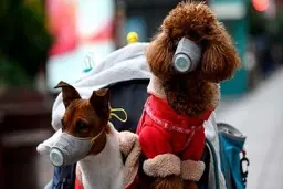 اولین سگ مبتلا به کروناویروس جانش را از دست داد