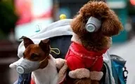 اولین سگ مبتلا به کروناویروس جانش را از دست داد