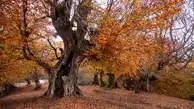 بهترین مکان گردشگری برای سفر در پاییز جنگل مازیچال مازندران | ویژگی های طبیعی مازیچال در مازندران+ ویدیو 