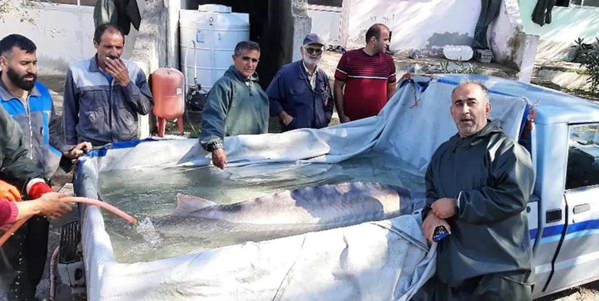 صید فیل ماهی حدود 150 کیلویی توسط صیادان مازندرانی 
