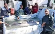 صید فیل ماهی حدود 150 کیلویی توسط صیادان مازندرانی 