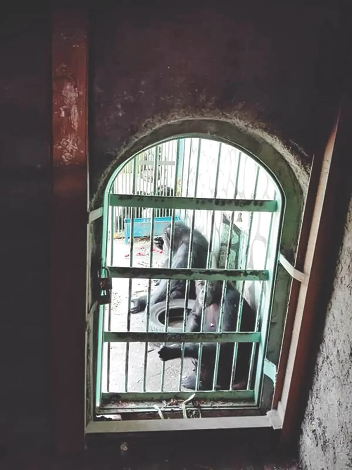 جایگاه ایران در قاچاق حیوانات