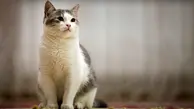 نجات یک گربه از سیلاب تهران +ویدئو