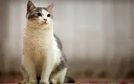 نجات یک گربه از سیلاب تهران +ویدئو