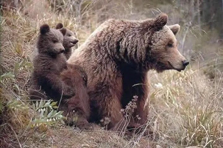 قدرت تخریب یک جفت خرس قهوه‌ای را ببینید | یک کمپینگ ساختگی را نابود کردند +ویدئو