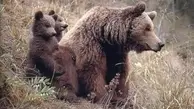 وقتی توله خرس قهوه‌ای از مادرش شیر میخواد! | این لحظه  دیدنی رو از دست ندید! + ویدئو