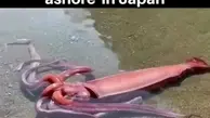 ماهی مرکب بیش از سه متری در سواحل ژاپن کشف شد!+ویدئو