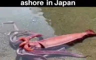 ماهی مرکب بیش از سه متری در سواحل ژاپن کشف شد!+ویدئو
