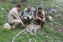 علت اصلی مرگ پلنگ در کوه دیل گچساران بیماری هاری بود