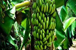 سوزانده شدن ضایعات موز در سیستان بلوچستان + ویدیو