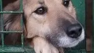 حمله وحشیانه پلنگ به توله سگ | دفاع جانانه مادر توله سگ! + ویدئو