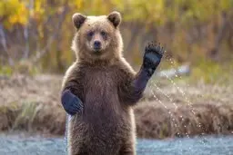 قناعت یک خرس هنگام دزدی از فروشگاه + ویدئو