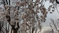 تصاویر حیرت انگیز از شکوفه‌های برفی| شکوفه های برفی درختان بادام یخ زدند