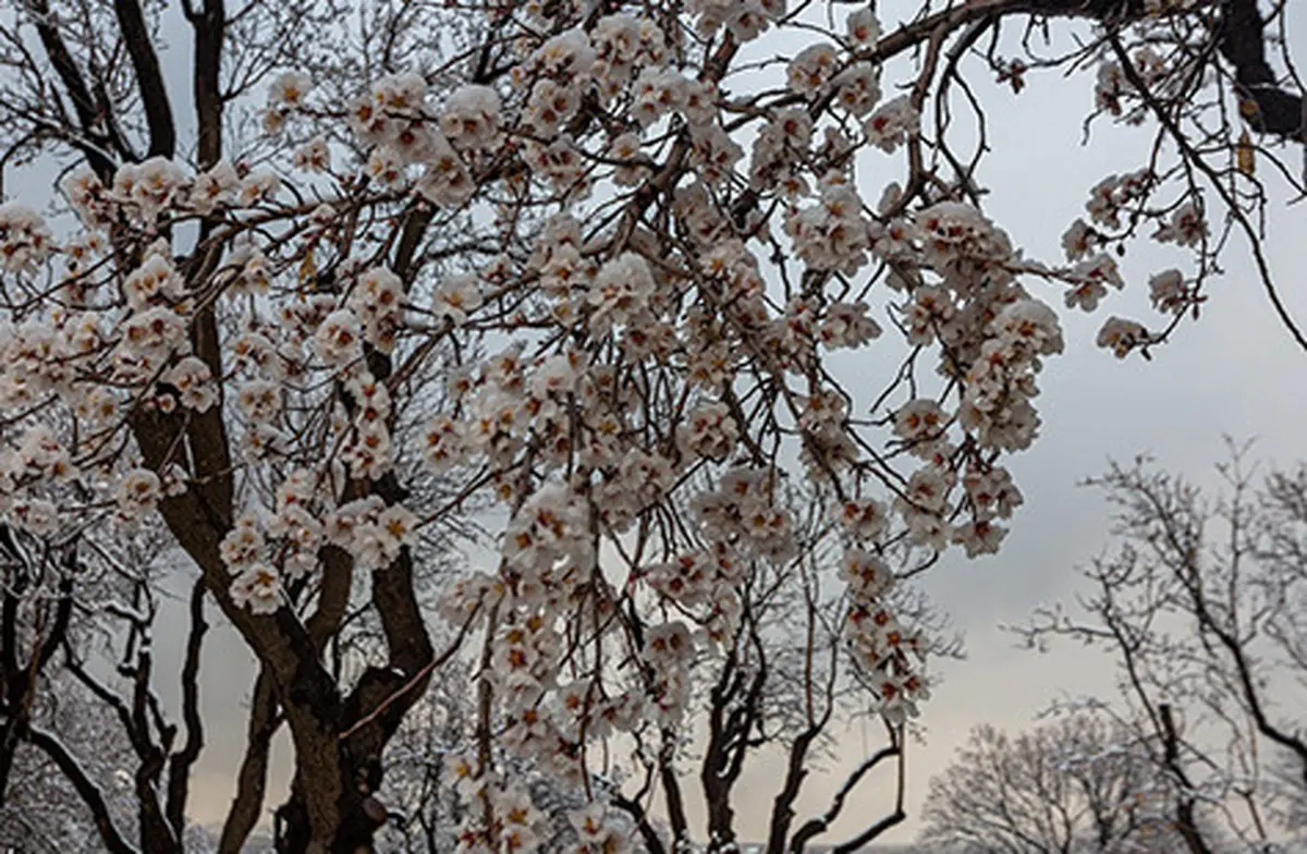 تصاویر حیرت انگیز از شکوفه‌های برفی| شکوفه های برفی درختان بادام یخ زدند