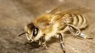 حمله وحشتناک زنبورها به یک خانواده در انگلیس + ویدئو 