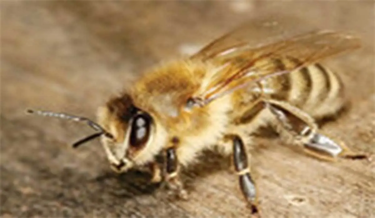 حمله وحشتناک زنبورها به یک خانواده در انگلیس + ویدئو 