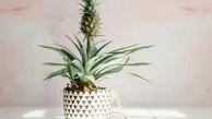 روش پرورش آناناس در خانه | ساده ترین و کاربردی ترین ترفند کاشت آناناس در گلدان +تصویر