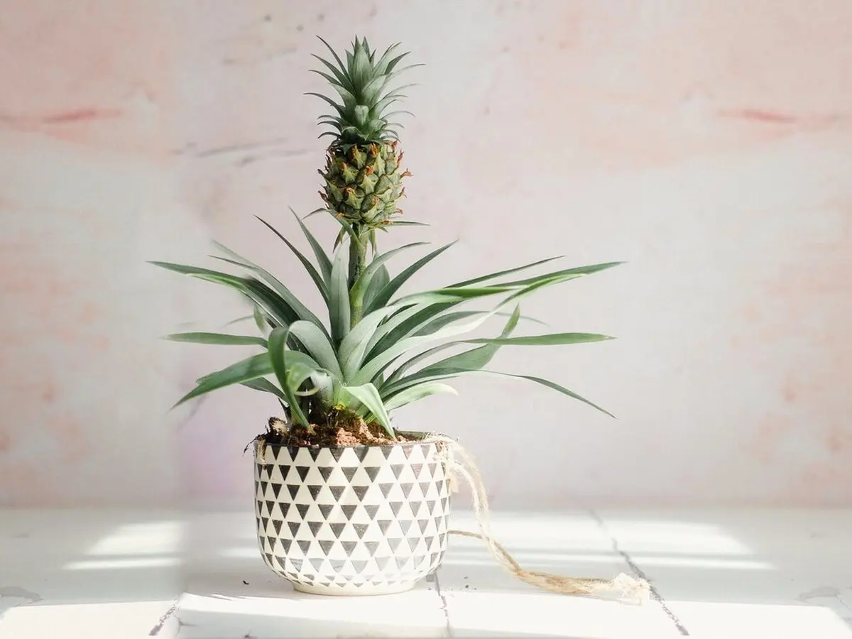 روش پرورش آناناس در خانه | ساده ترین و کاربردی ترین ترفند کاشت آناناس در گلدان +تصویر