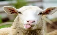 گوسفند قاتل زندانی شد ! | گوسفند آدم‌کش به زندان رفت