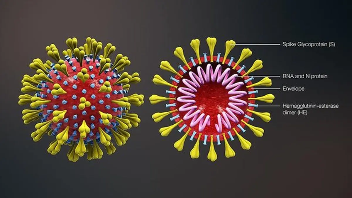 
ویروس دقیقا چیست؟ چند ویژگی اساسی ویروس ها و کووید-۱۹

