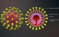 
ویروس دقیقا چیست؟ چند ویژگی اساسی ویروس ها و کووید-۱۹

