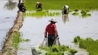 کشت برنج در سال آینده قراردادی می‌شود
