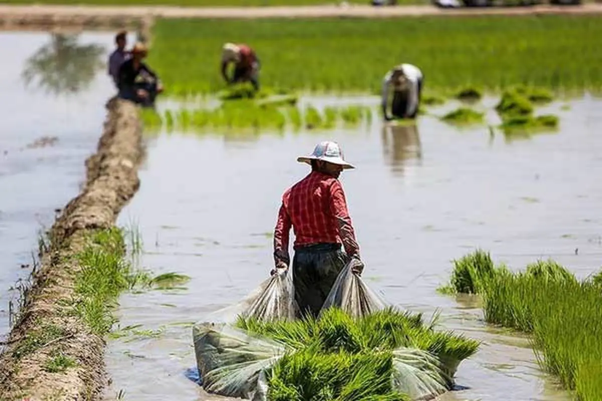 کشت برنج در سال آینده قراردادی می‌شود
