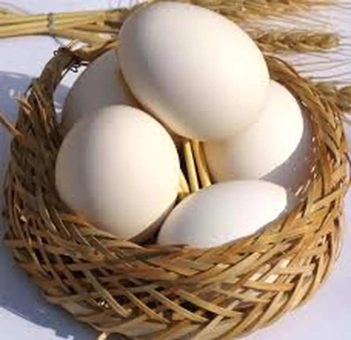  علت اصلی افزایش قیمت تخم مرغ مشخص شد .