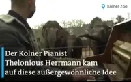 درمان افسردگی حیوانات در باغ وحش‌های آلمان + ویدئو