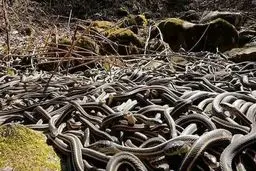 یکی از خطرناک‌ترین نقاط روی کره زمین در برزیل که ورود انسان‌ها به آن‌جا ممنوع است | جزیره مارها یکی از خطرناک ترین جزایر + ویدیو
