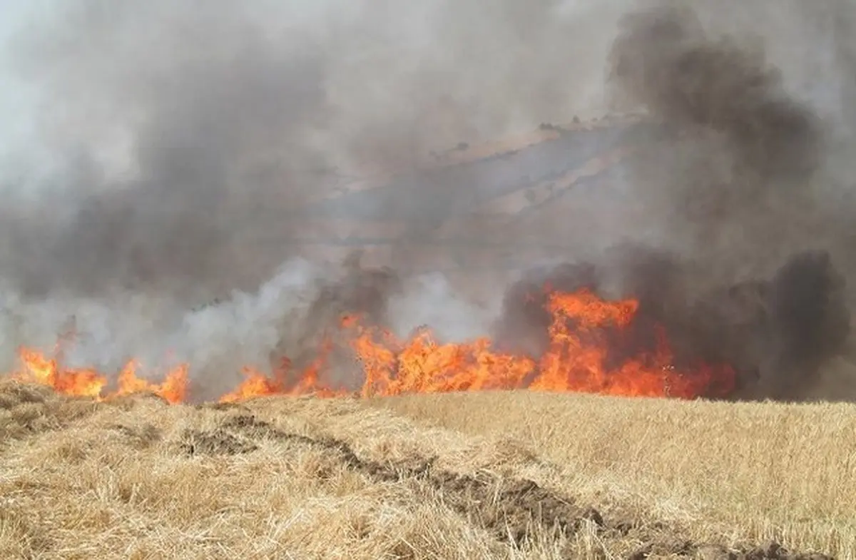 آتش سوزی ۵۰ هکتار از اراضی کشاورزی در شهرستان بندر ترکمن