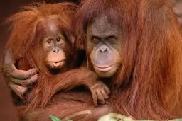 صحنه‌ای جالب از عینک زدن اورانگوتان در باغ وحش | لحظه ای با حیوانات حیات وحش +ویدئو