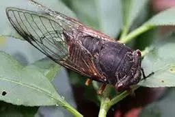 تا حالا جیرجیرک در حال آواز خواندن دیده بودی؟ | سمفونی طبیعت یا مزاحم ناخوانده؟ +ویدئو