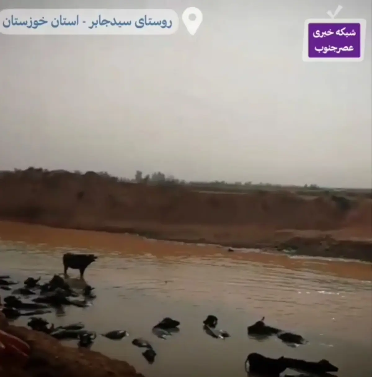 بیماری و تلف شدن گاومیش های خوزستان درپی کمبود آب + ویدئو