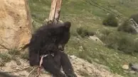 خرس‌کُشی وحشتناک دیگر در مازنداران | بچه خرس را کشته‌اند و محتویاتِ شکمش را خالی کرده‌اند!+ویدئو