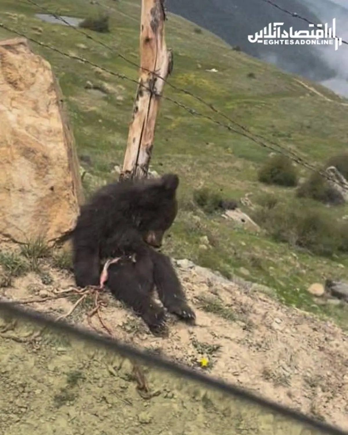 خرس‌کُشی وحشتناک دیگر در مازنداران | بچه خرس را کشته‌اند و محتویاتِ شکمش را خالی کرده‌اند!+ویدئو