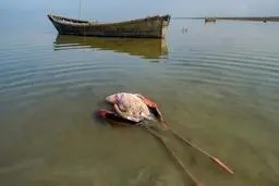 ایران گرفتار در تله محیط زیست؛ روایت هایی هولناک از وضعیت محیط زیست کشور