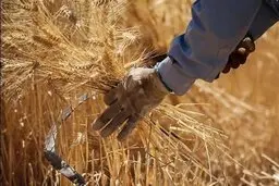مردم آفریقا به ابتکاری جالب دست یافتند | جایگزین گندم
