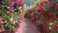 باغ گل رز حیرت‌انگیز، در جزیره جیجو کره جنوبی+ویدئو 