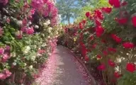 باغ گل رز حیرت‌انگیز، در جزیره جیجو کره جنوبی+ویدئو 
