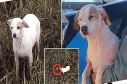 نجات سگ گمشده با پهپاد+ویدئو